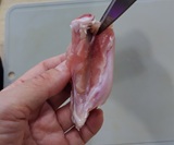 上の関節にハサミを入れ身を開く