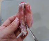 下の関節にもハサミを入れ身を開く