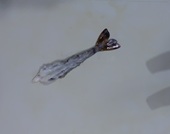 えびがピンとなる