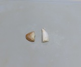 しょうがとにんにくを切り出す