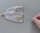 胴の袋を開くと固いプラスチックのような軟骨があるので抜き取る