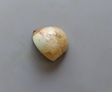 玉ねぎを切り出す